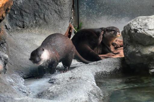 Photo, otter, kotumeka owaso, animal, 