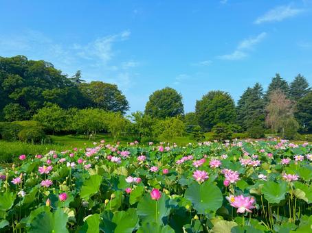【古河公方公園】美しい蓮の花の風景 ① 【古河公方公園】美しい蓮の花の風景 ① 蓮の花,ピンク,花の写真素材