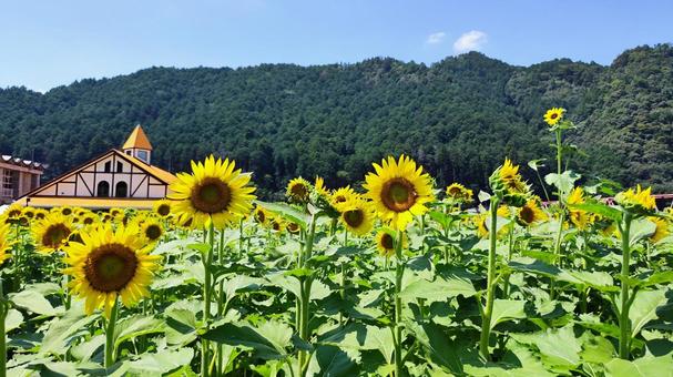 夏を抱きしめる花畑 夏を抱きしめる花畑の写真