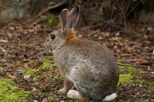 広島県大久野島の灰色のウサギ7 うさぎ,眠い,寝るの写真素材