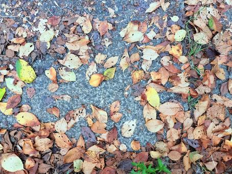 初秋_地面の枯れ葉2 初秋_地面の枯れ葉2の写真