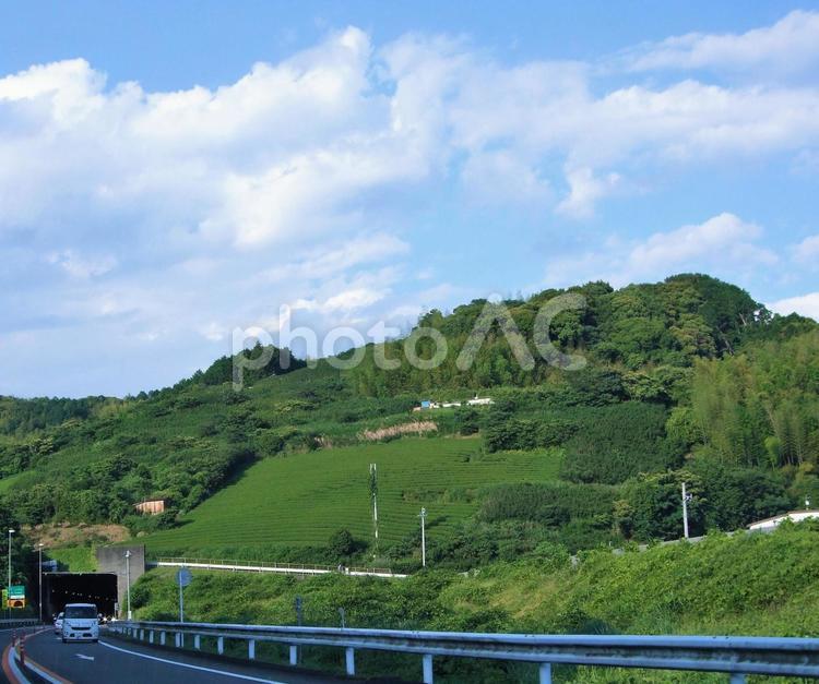 青々としたお茶畑の山とトンネル 茶,茶の木,茶畑の写真素材
