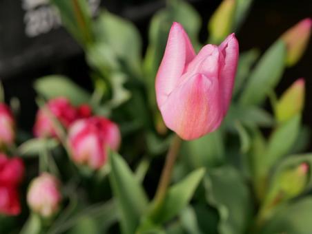 Photo, tulip, flower, flour, 