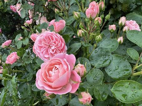 ピンクのかわいい薔薇 ピンクのかわいい薔薇 薔薇,バラ,ばらの写真素材