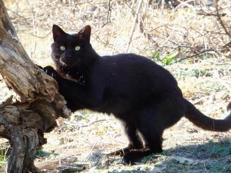 クロネコ1 クロネコ1 ねこ,動物,草の写真素材