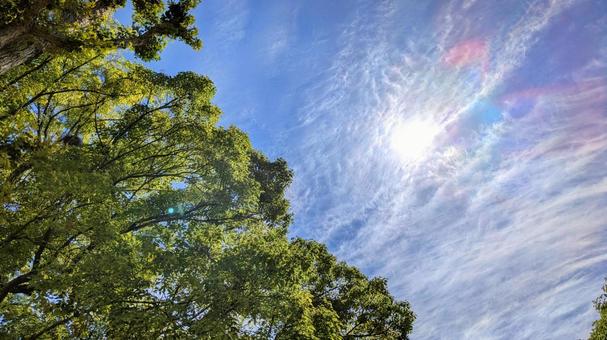 青空と緑の木々-24 青空と緑の木々-24の写真