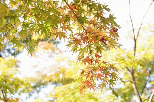 Vivid maple scenery, JPG