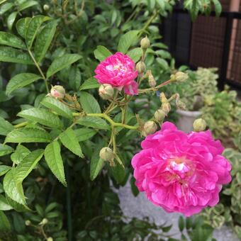 ピンクの花の写真