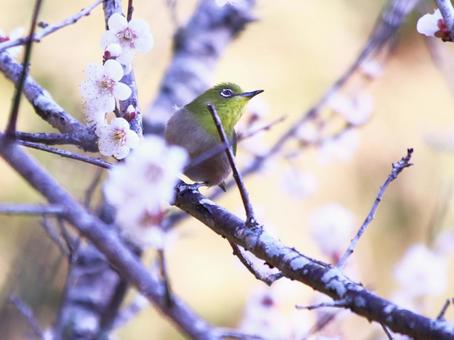 白い梅の花とメジロの写真