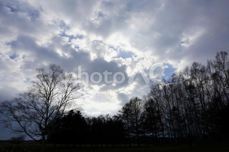 曇り空と木々 曇り,雲,空の写真素材