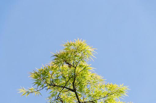 新緑に染まる春のモミジ 新緑に染まる春のモミジの写真