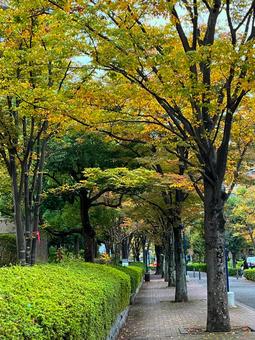 紅葉し始めた街路樹 秋,紅葉,日差しの写真素材