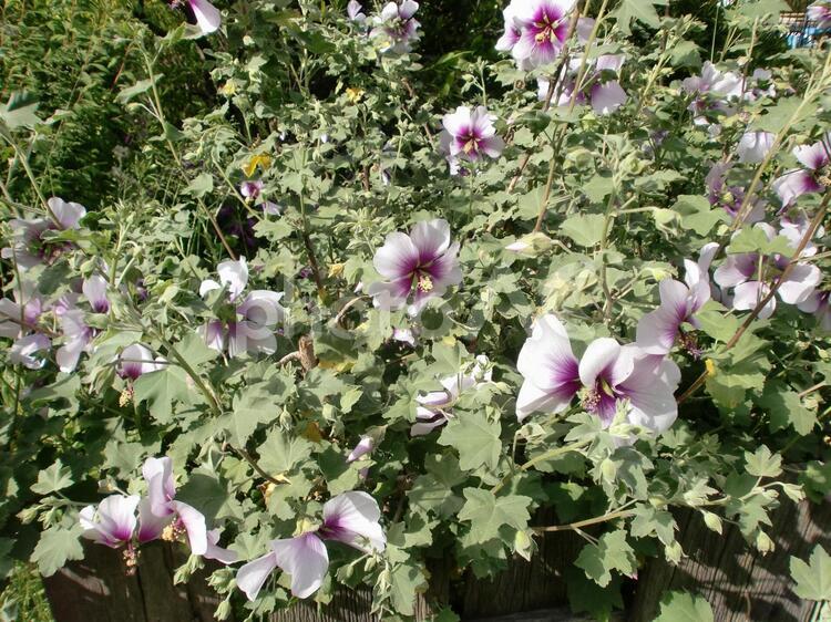 アメリカフヨウ アメリカフヨウ,花,植物の写真素材