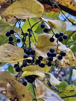 アオツズラフジ 自然,鮮やか,きれいの写真素材