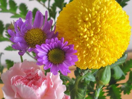 スプレーマム_ポンポン咲きほか スプレーマム,ポンポン咲き,イエローの写真素材