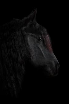 静かで格好いい黒馬の横顔 静かで格好いい黒馬の横顔 馬,馬の顔,アップの写真素材