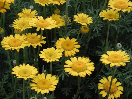 カモミール・カミツレ カモミール・カミツレ 草花,咲く風景,春の写真素材