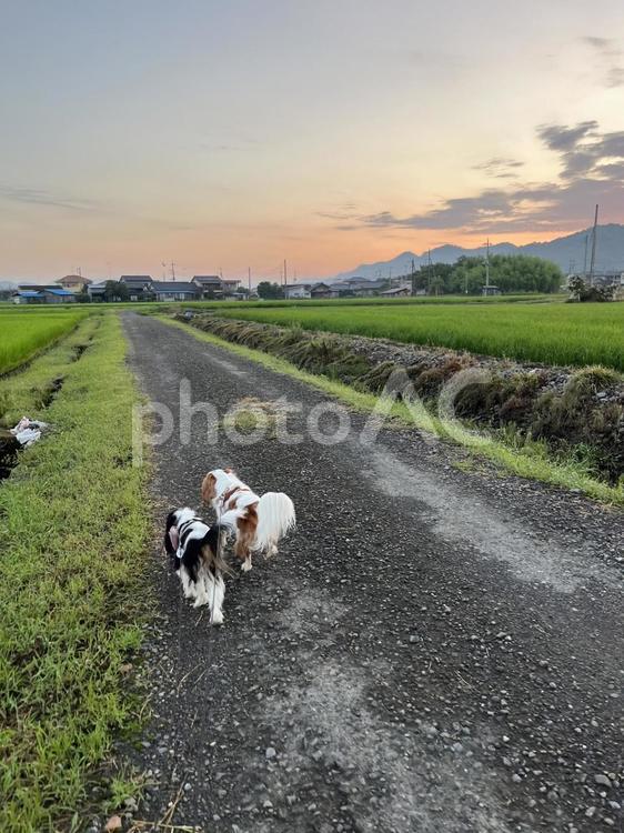 田舎の風景 田舎,風景,犬の写真素材