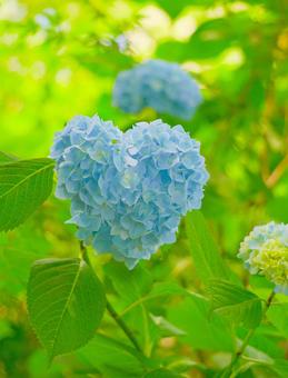 Blue hydrangea-1-Vertical, JPG