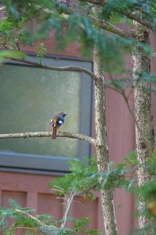 キャンプ場で暮らすジョウビタキ ジョウビタキ,野鳥,枝の写真素材