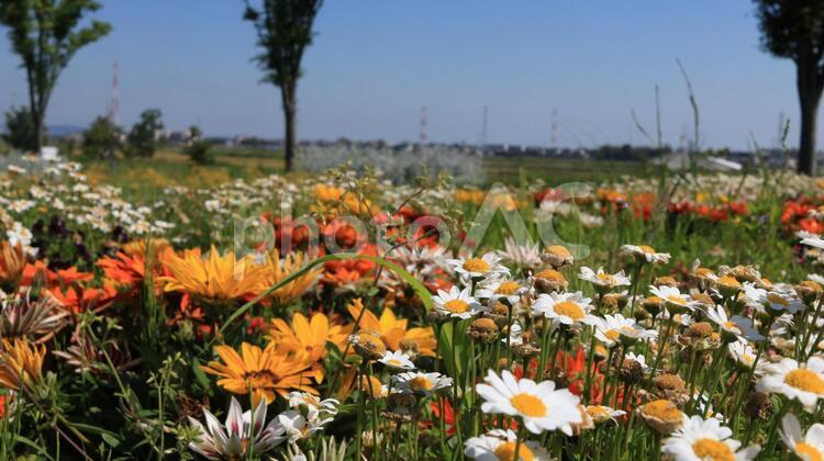  色とりどりの花が咲く初夏の油ヶ淵水辺公園 花,野原,自然の写真素材