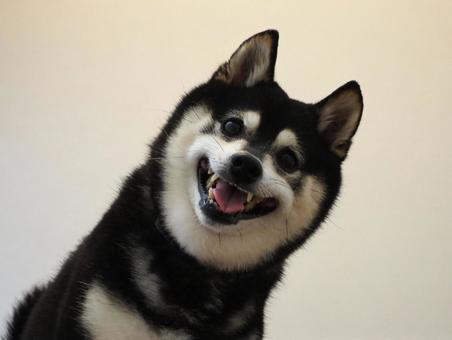 ニコニコ 柴犬,黒柴,豆柴の写真素材