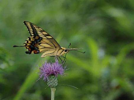 アザミの花とキアゲハ アザミの花とキアゲハの写真