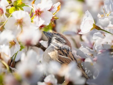 桜とスズメ 桜とスズメ スズメ,雀,鳥の写真素材