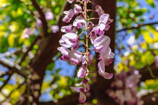 Photo, wisteria of honehata, nagaizumi temple, wisteria trellis, 