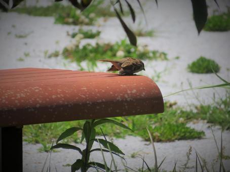 ベンチの上から降りようとしているスズメ すずめ,雀,ベンチの写真素材