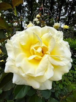 Rose, JPG Rose, JPG
