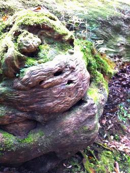 屋久島の森の中07　神宿る古木の写真