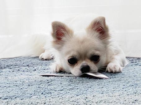 スプーンを噛むチワワ チワワ,ペット,犬の写真素材