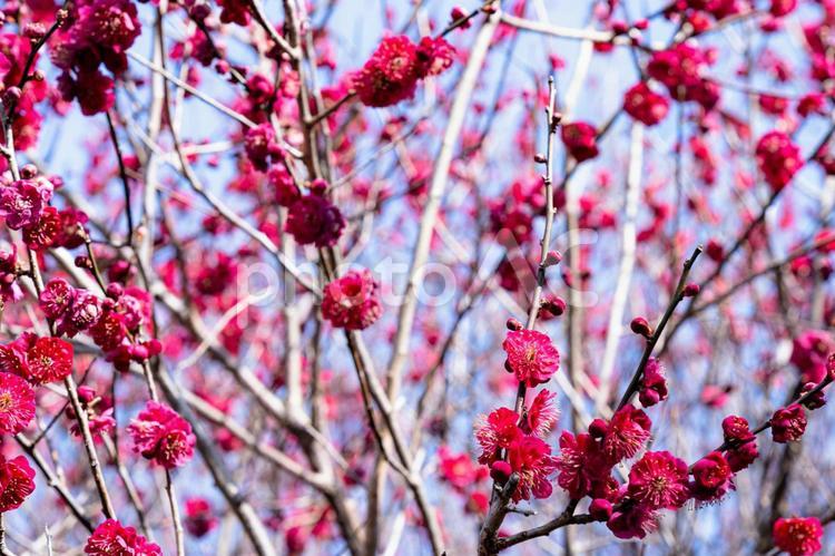 満開の梅の木 梅,花,紅梅の写真素材