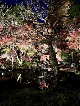 ライトアップされた紅葉と池 ライトアップされた紅葉と池 鎌倉,長谷寺,自然の写真素材