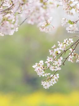 さくら さくら さくら,桜,サクラの写真素材