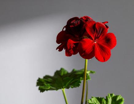 ゼラニウム ゼラニウムの写真