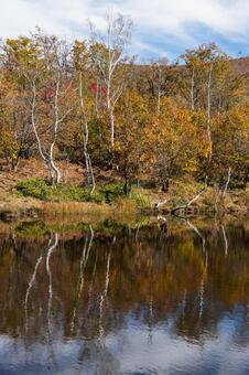 乗鞍高原の秋 乗鞍高原,紅葉,長野の写真素材