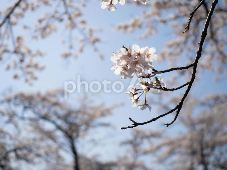 埼玉県美の山公園　桜の季節 桜,さくら,サクラの写真素材