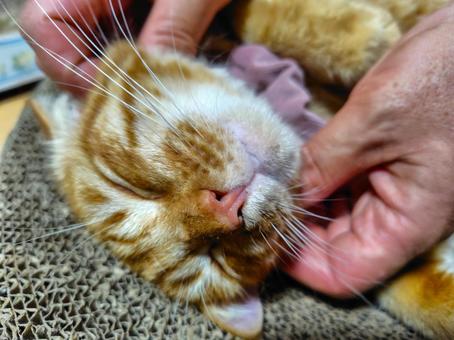 良き良き 良き良き 猫,かわいい,ふわふわの写真素材