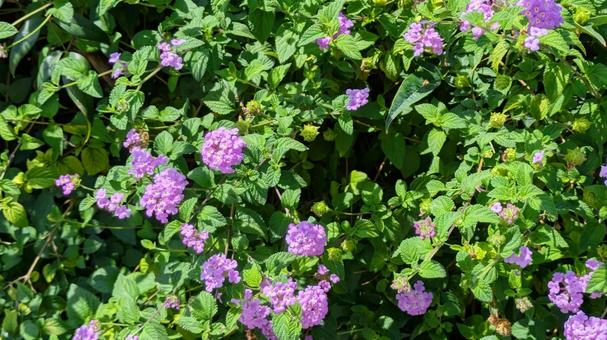 日差しを浴びて輝く、鮮やかな緑と花 日差しを浴びて輝く、鮮やかな緑と花 自然,自生,ランタナの写真素材
