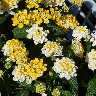 Lantana Flower Gem Yellow Topaz, JPG