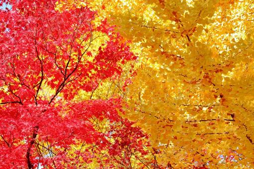 紅葉のモミジ と黄葉のイチョウ 黄葉,紅葉,モミジの写真素材
