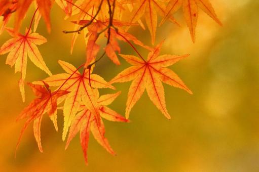 Burning autumn, JPG Burning autumn, autumn leaves, yellow leaves, red, JPG