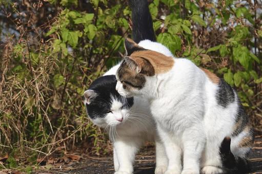 仲良しニャンズ 仲良しニャンズの写真