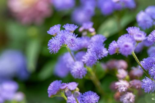 Photo, agelatum, giant cuckoo thistle, flower, 
