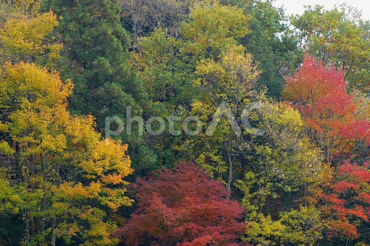 秋の鮮やかな紅葉の景色　散歩道 紅葉,赤,黄色の写真素材