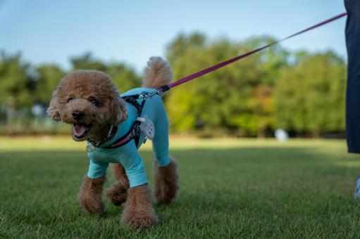 夏の公園で散歩するトイプードル 夏の公園で散歩するトイプードルの写真