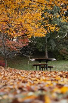 落ち葉の絨毯とピクニックテーブル 落ち葉,落葉,枯れ葉の写真素材
