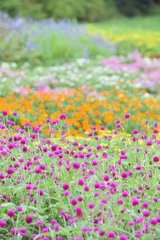 夏のお花畑-2 夏のお花畑-2の写真